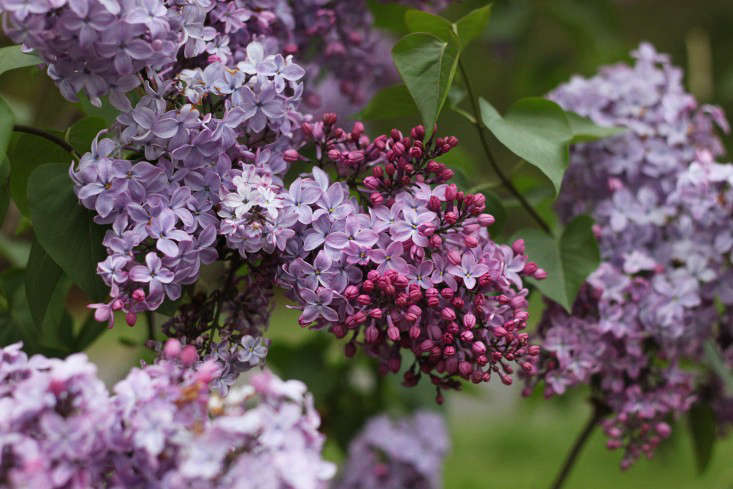 Another view of a lush Syringa chinensis 